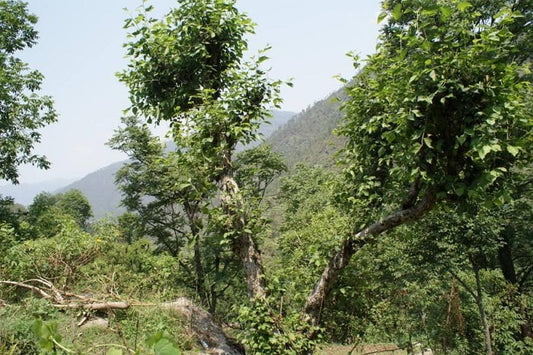 The Bhimal Tree: A Himalayan Secret for Luscious Hair with Bhimal Herbal Shampoo