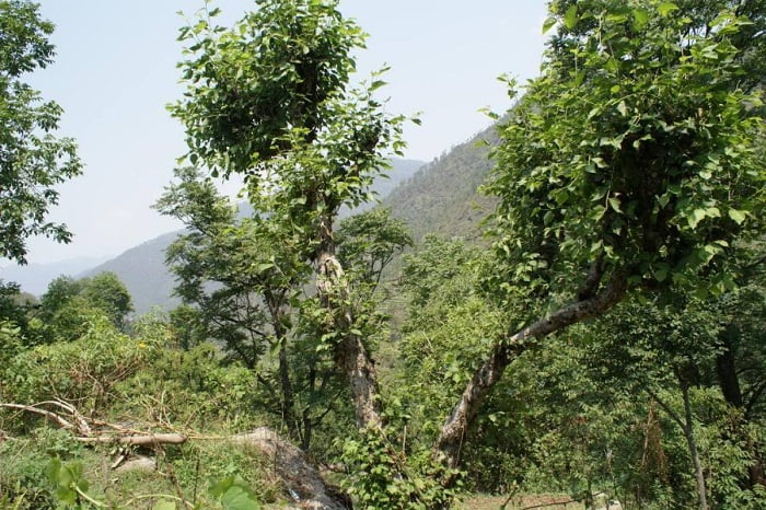 The Bhimal Tree: A Himalayan Secret for Luscious Hair with Bhimal Herbal Shampoo